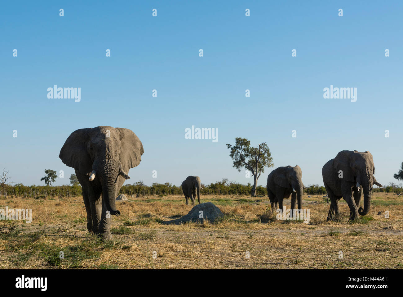 Afrikanische Elefanten (Loxodonta africana) laufen in der Savanne, Savuti, Chobe National Park, Botswana Stockfoto