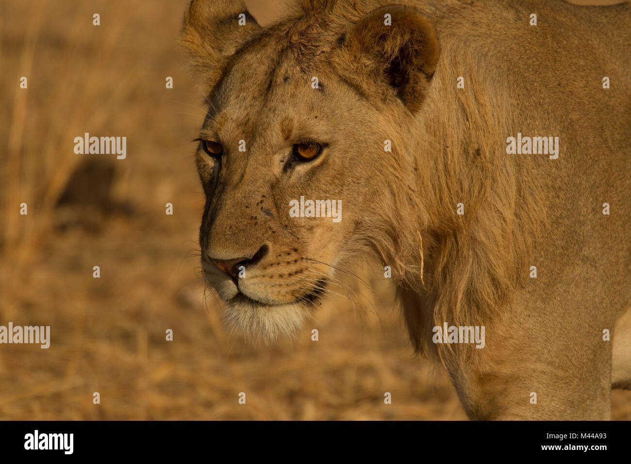 Löwe Panthera leo, junger männlicher Löwe, Tarangire Nationalpark, Tansania Stockfoto