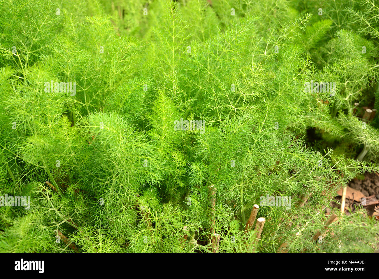 Foeniculum vulgare Stockfoto