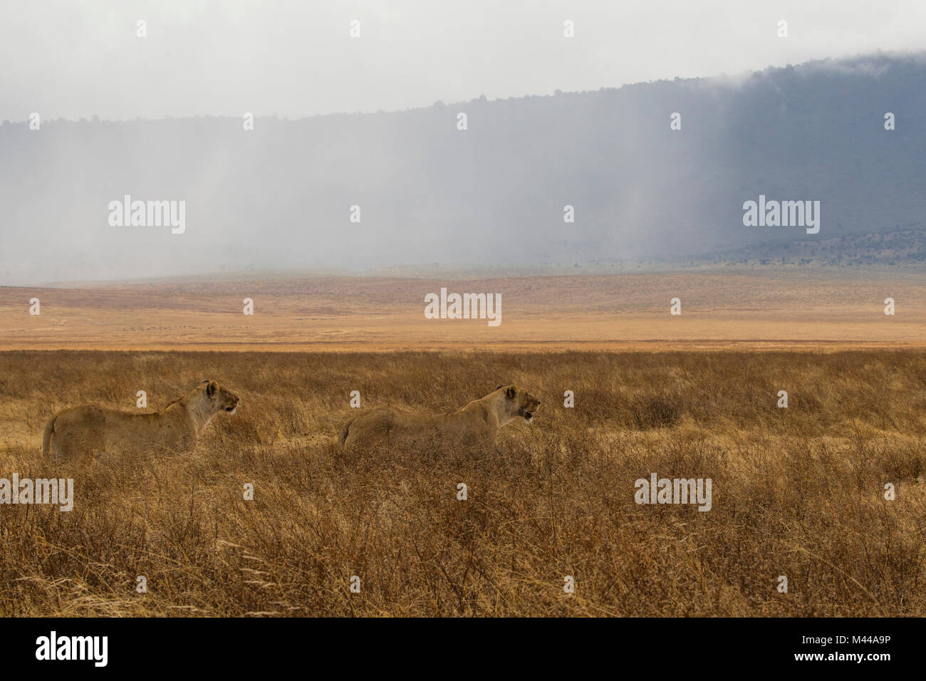 Löwe, Löwin, Panthera leo, Ngorogoro Krater, Tansania Stockfoto