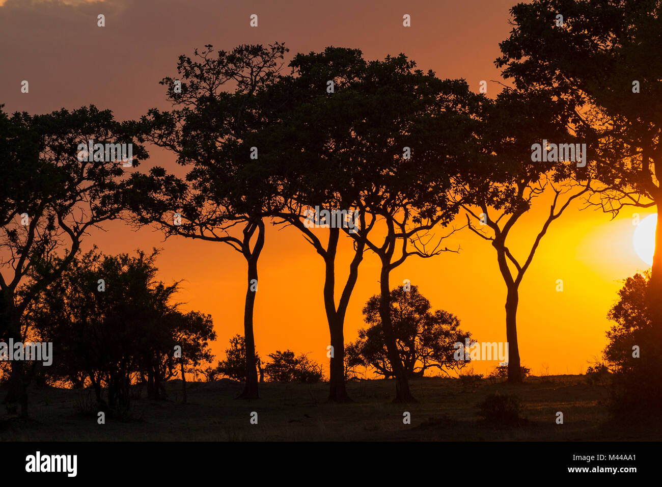 Serengeti Nationalpark, Tansania Stockfoto