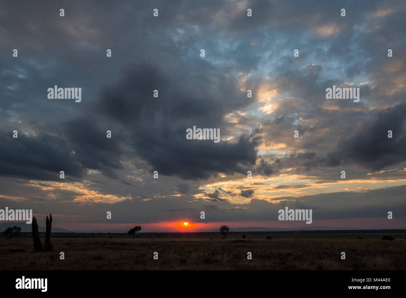 Tarangire Nationalpark, Tansania Stockfoto