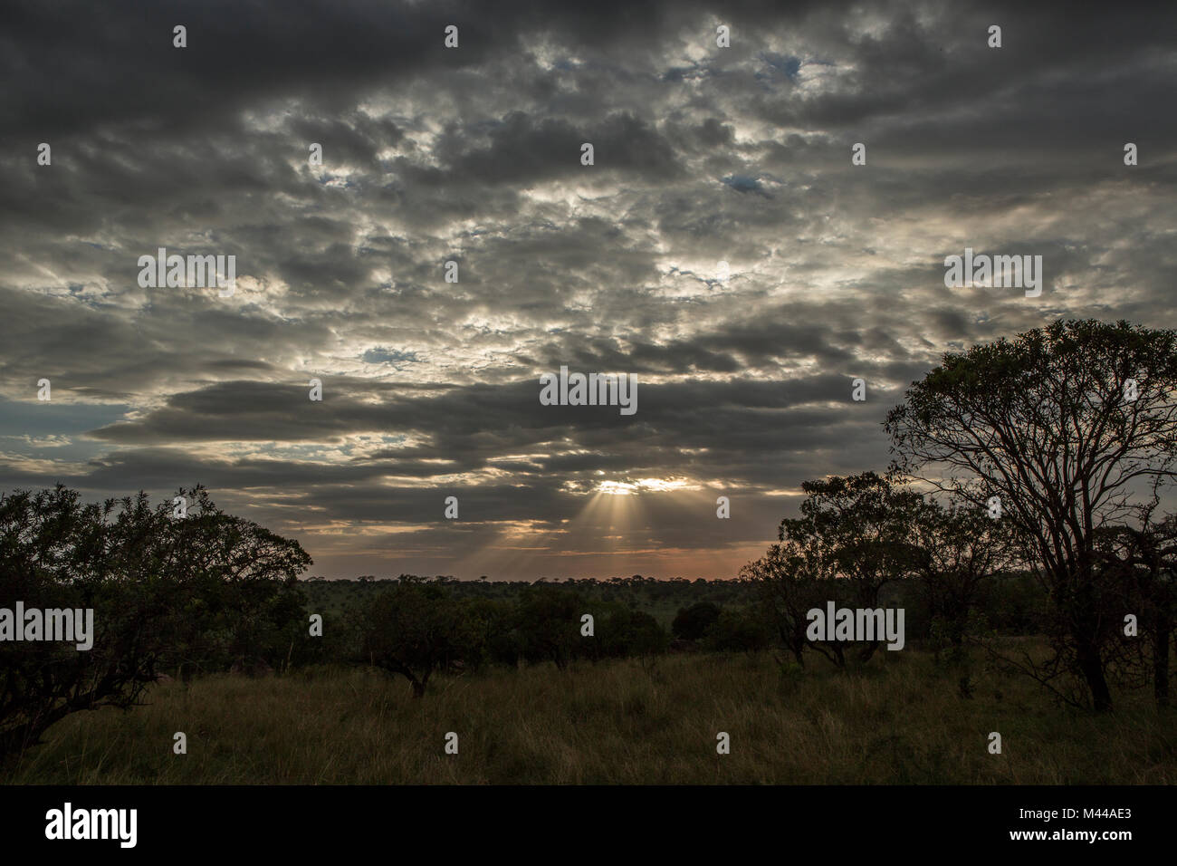 Serengeti Nationalpark, Tansania Stockfoto