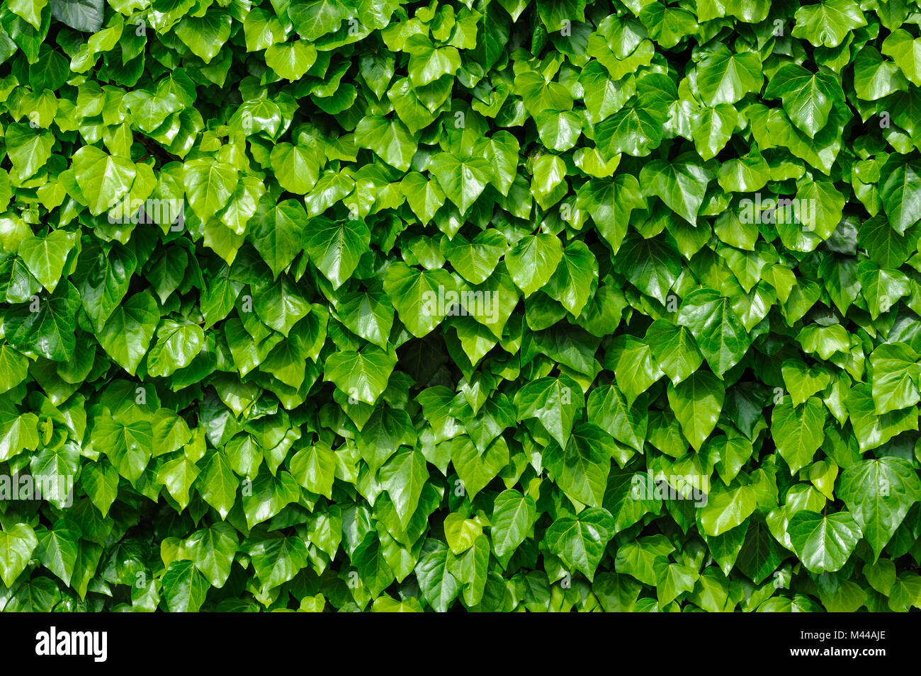 Grünen Efeu Hintergrund Stockfoto