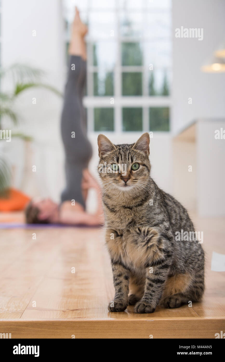 Frau zu Hause, Yoga, Yoga Position, die auf den PET-Katze im Vordergrund Schwerpunkt Stockfoto