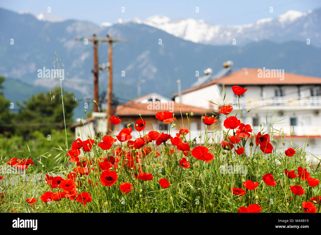 Roter Mohn Blumen am Fuße des Olymp Berg Stockfoto