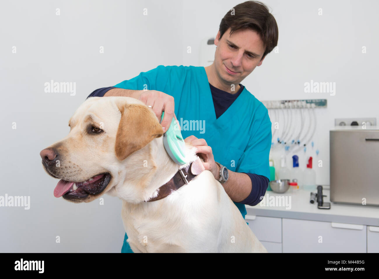 Tierärzte über Scanner auf Labrador Retriever Mikrochip zu lesen Stockfoto