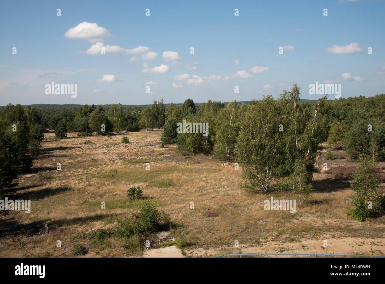 Schottischen Kiefern und Birken wachsen auf sandigen Boden in der Wildnis Lieberose Heide. Stockfoto