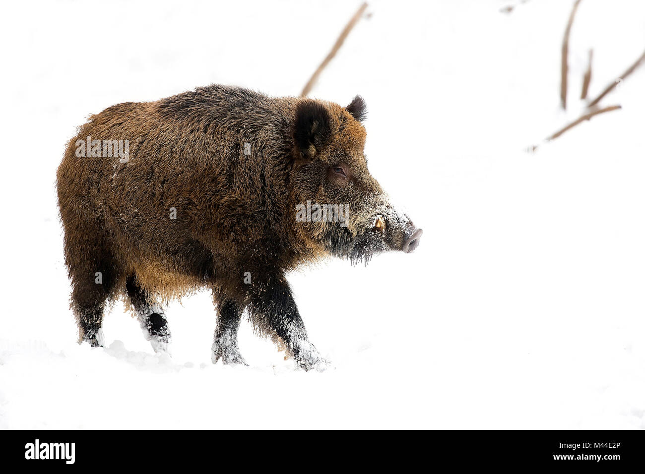 Wildschweine in freier Wildbahn im Winter Stockfoto