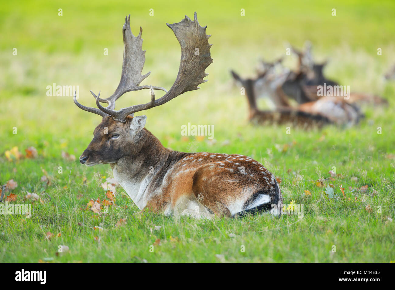 Damwild (Cervus dama). Buck liegend im Gras mit im Hintergrund. Richmond Park, London, England Stockfoto
