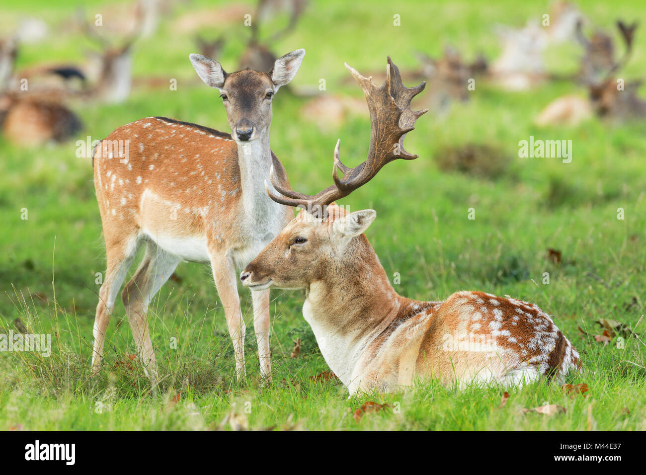 Damwild (Cervus dama). Paar während der Brunft. Richmond Park, London, England Stockfoto