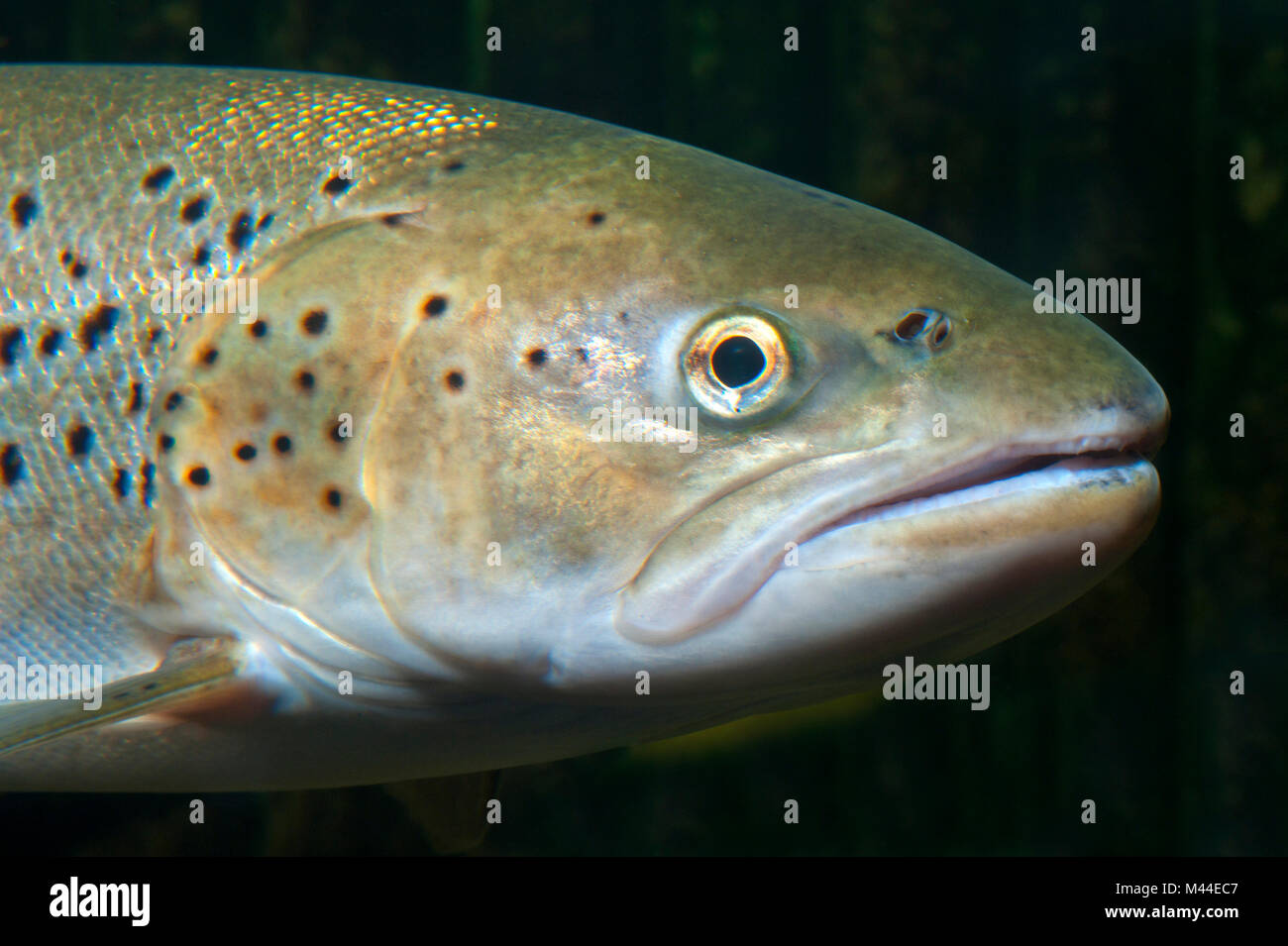 Bachforellen, Meerforellen (Salmo trutta trutta). Portrait von Erwachsenen unter Wasser. Deutschland Stockfoto