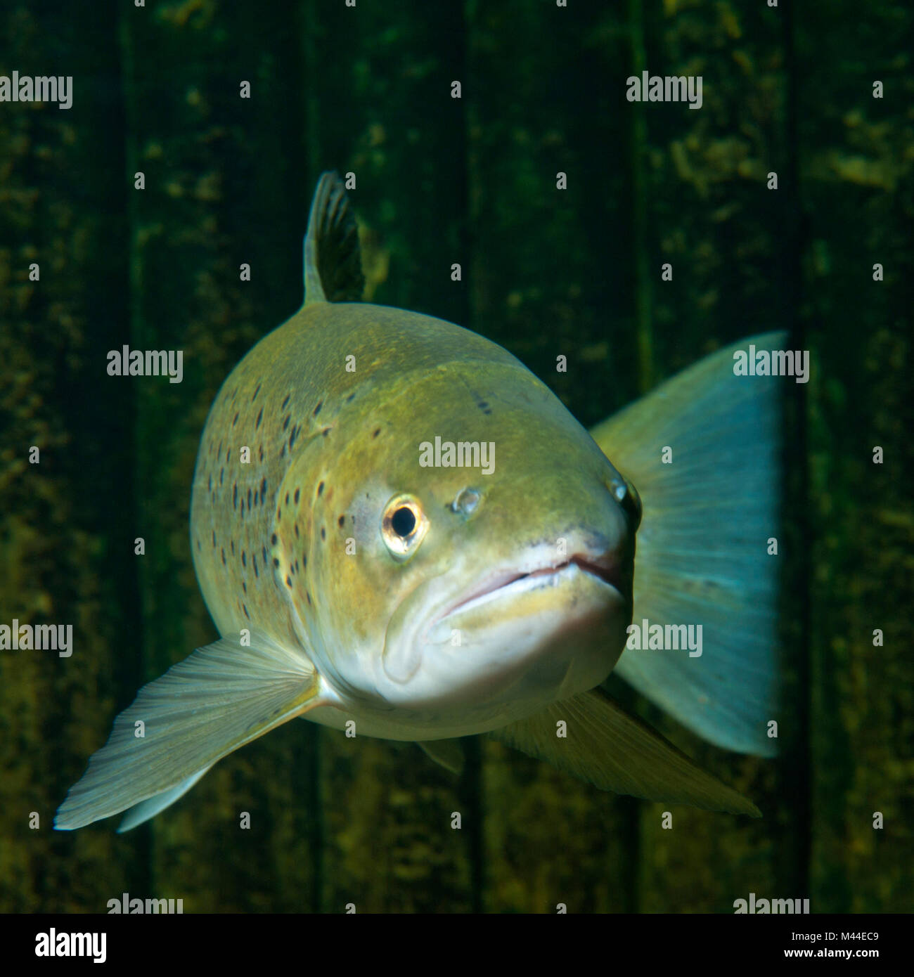 Bachforellen, Meerforellen (Salmo trutta trutta) unter Wasser. Deutschland Stockfoto