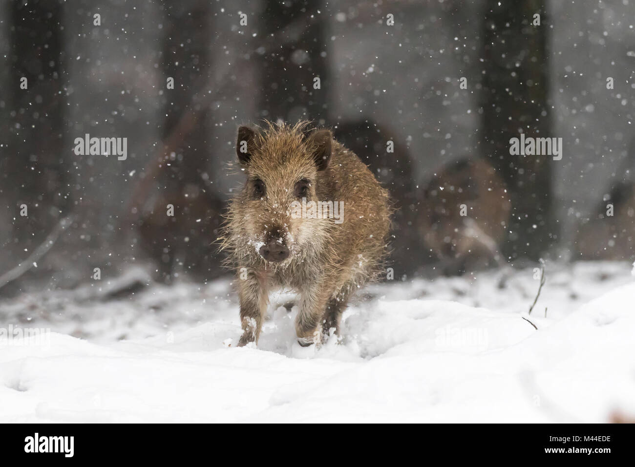 Wildschwein (Sus scrofa). Jungen laufen im Schnee. Deutschland Stockfoto