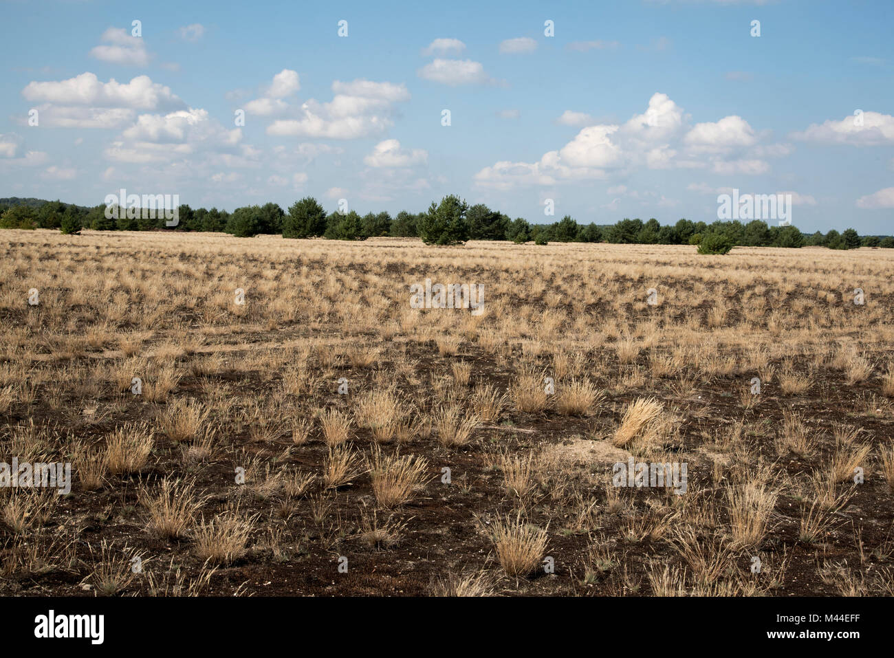 Kreuzfahrt Tanks erstellt eine Wüste auf sandigem Boden in der Mitte der Wildnis Lieberose Heide. Stockfoto