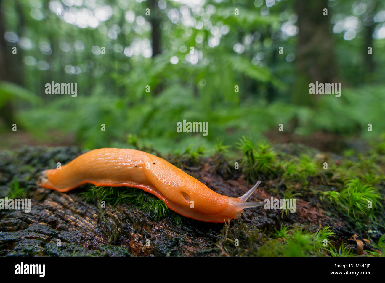 Große Rote Slug (Arion rufus) auf dem Waldboden. Deutschland Stockfoto