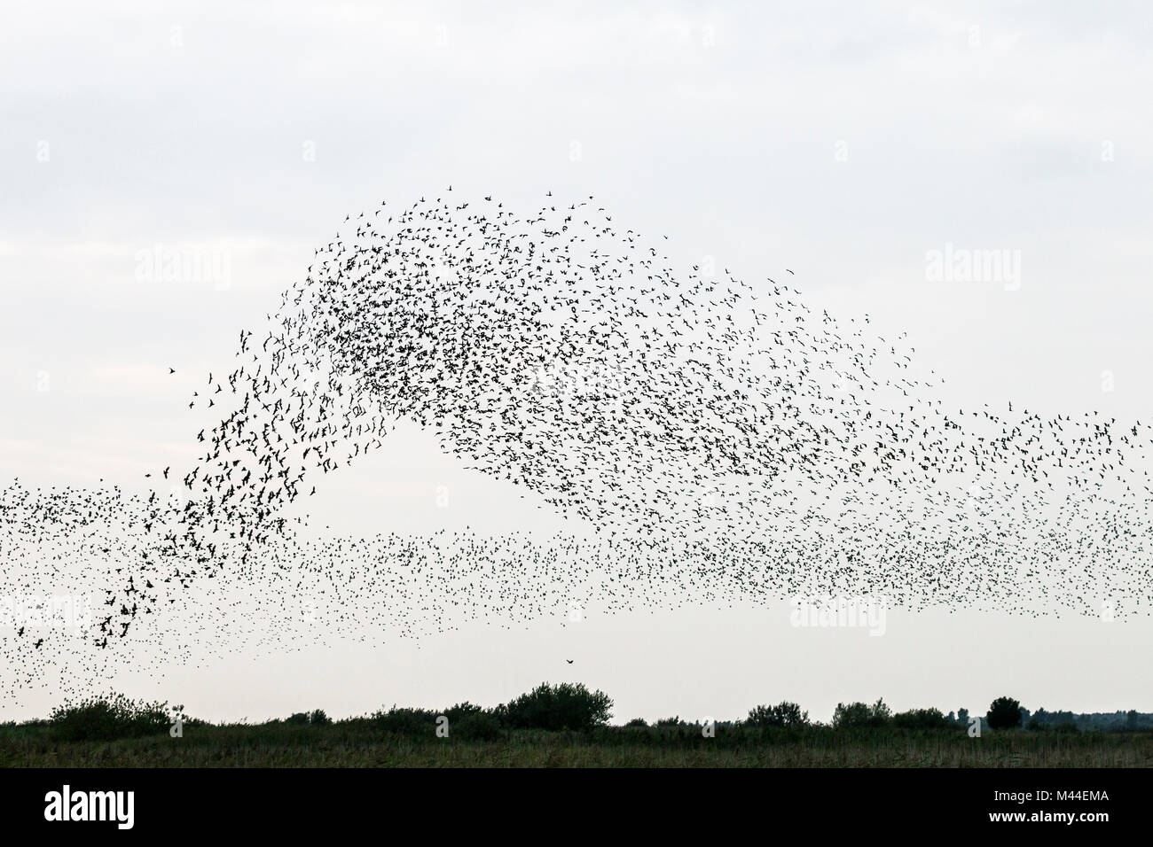 Gemeinsame Star (Sturnus vulgaris). Herde im Flug. Deutschland Stockfoto