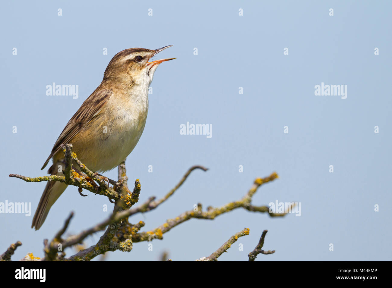Schilfrohrsänger (Acrocephalus schoenobaenus). Männliche in Song auf einem Zweig thront. Deutschland Stockfoto