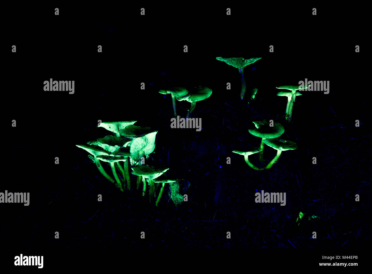 Pilze (Hypholoma sp.). Gruppe im ultravioletten Licht. Deutschland Stockfoto