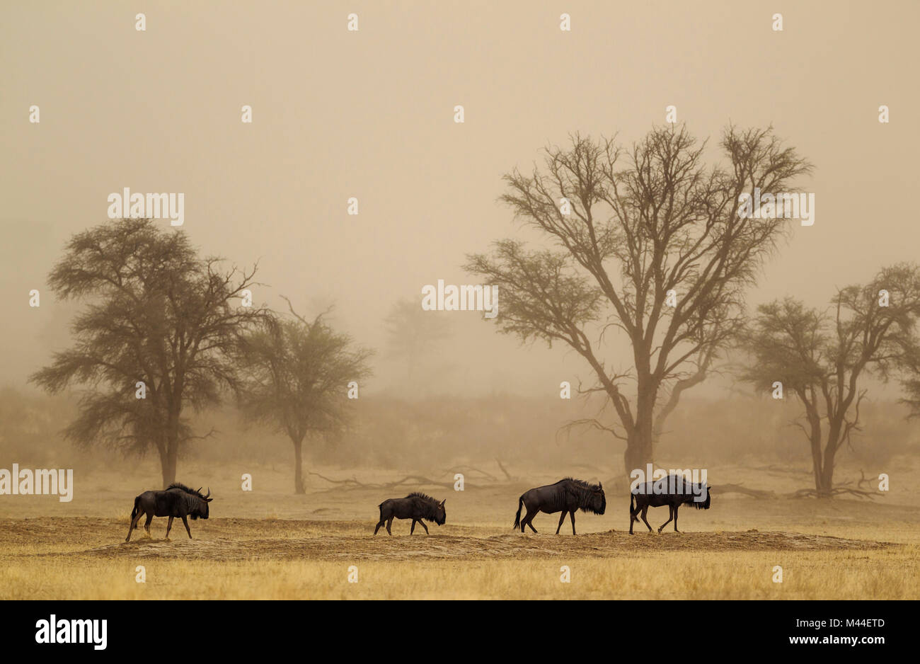 Streifengnu (connochaetes Taurinus). Vier Personen Roaming in einem Sandsturm in der trockenen Nossob Riverbed mit camelthorn Bäume (Acacia Erioloba) im Hintergrund. Kalahari Wüste, Kgalagadi Transfrontier Park, Südafrika Stockfoto