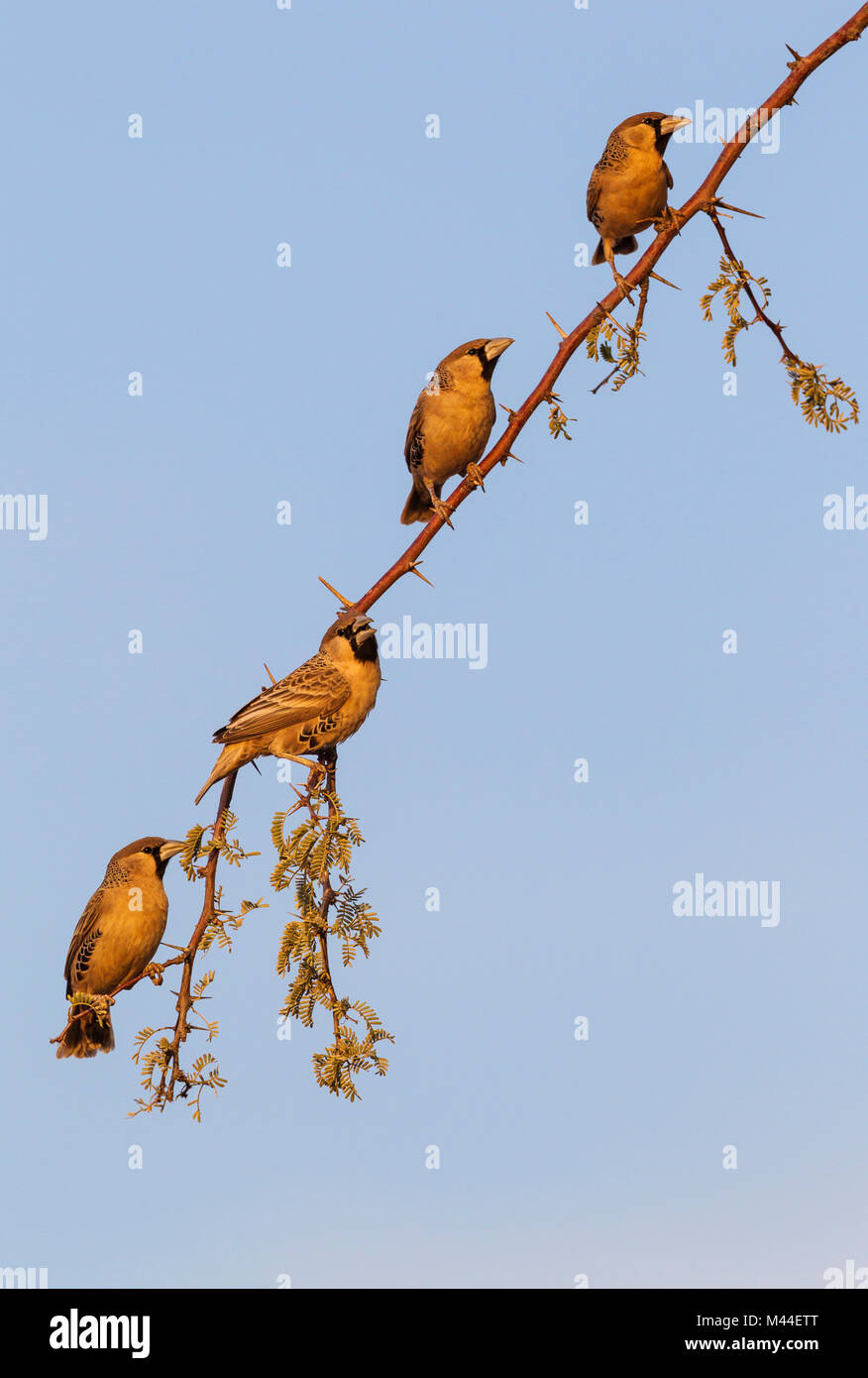Sociable Weaver (Philetairus socius). Männer in der Nähe von ihrem Nest, in das letzte Licht des Abends. Kalahari Wüste, Kgalagadi Transfrontier Park, Südafrika Stockfoto