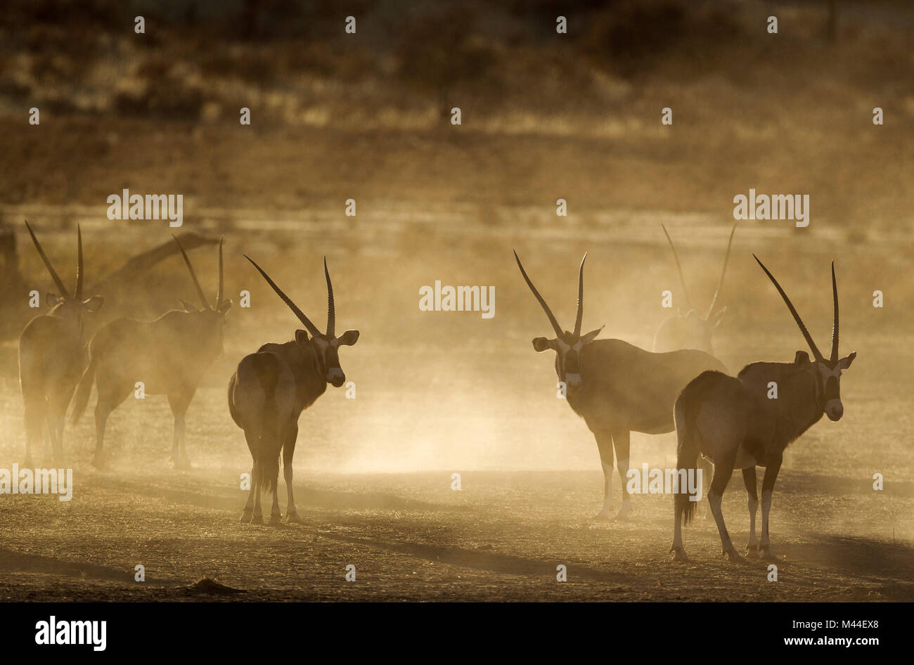 Oryx (Oryx gazella. Nervös und viel Staub in den frühen Morgen. Kalahari Wüste, Kgalagadi Transfrontier Park, Südafrika Stockfoto