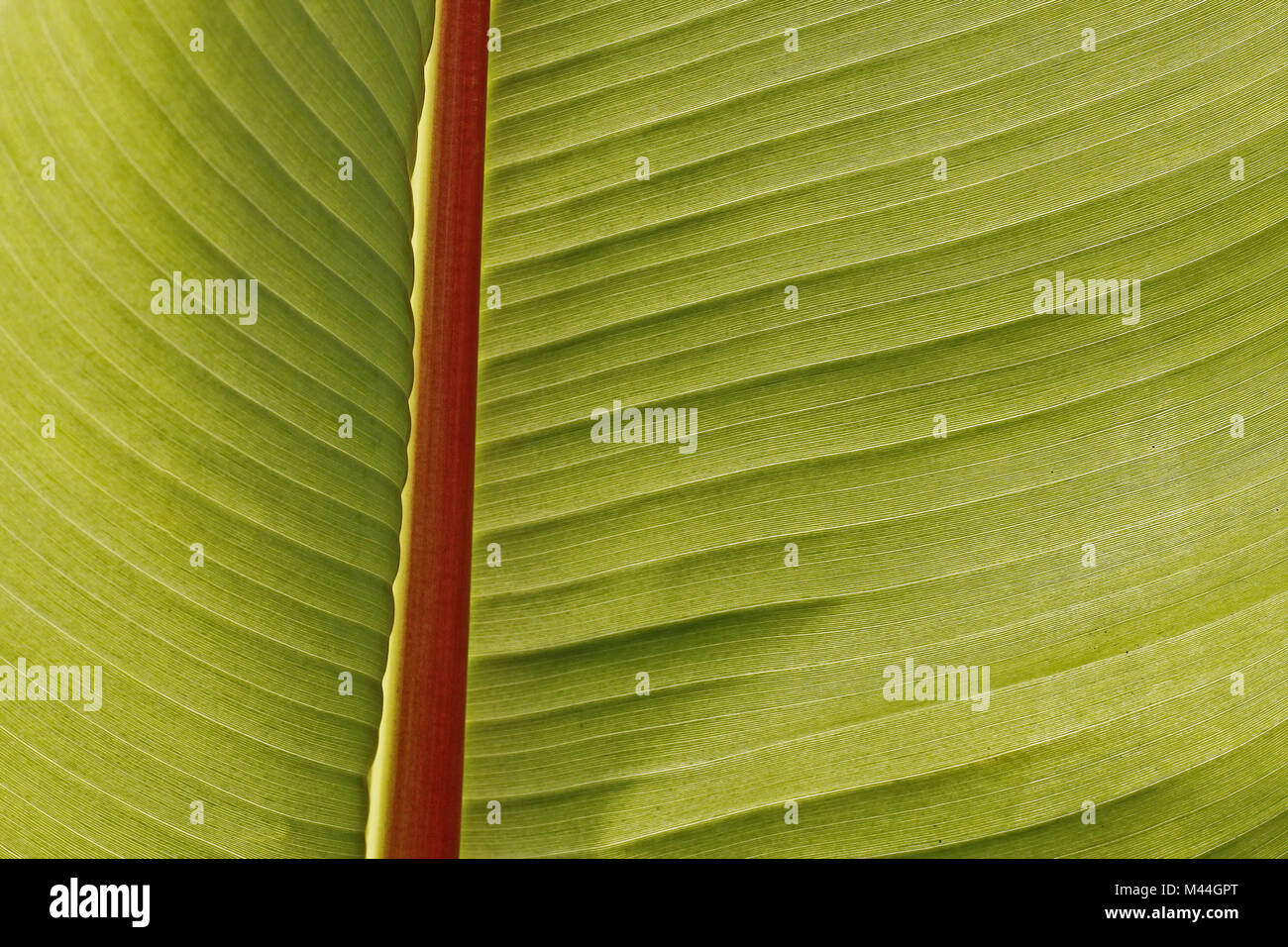 Enset ventricosum Fotos und Bildmaterial in hoher Auflösung Alamy