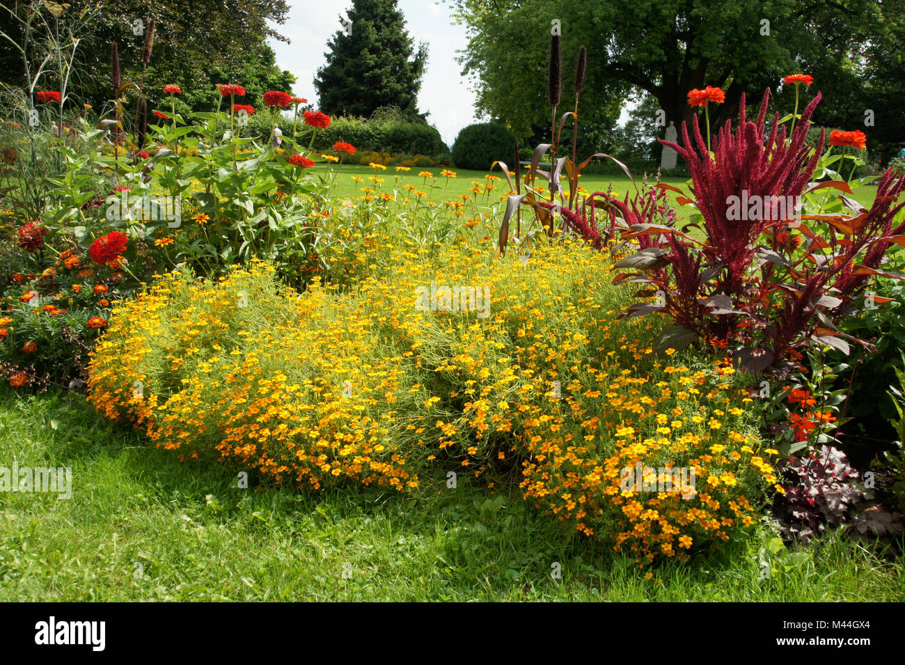 Studentenblume Tagetes tenuifolia, Dünnblättrige Stockfoto