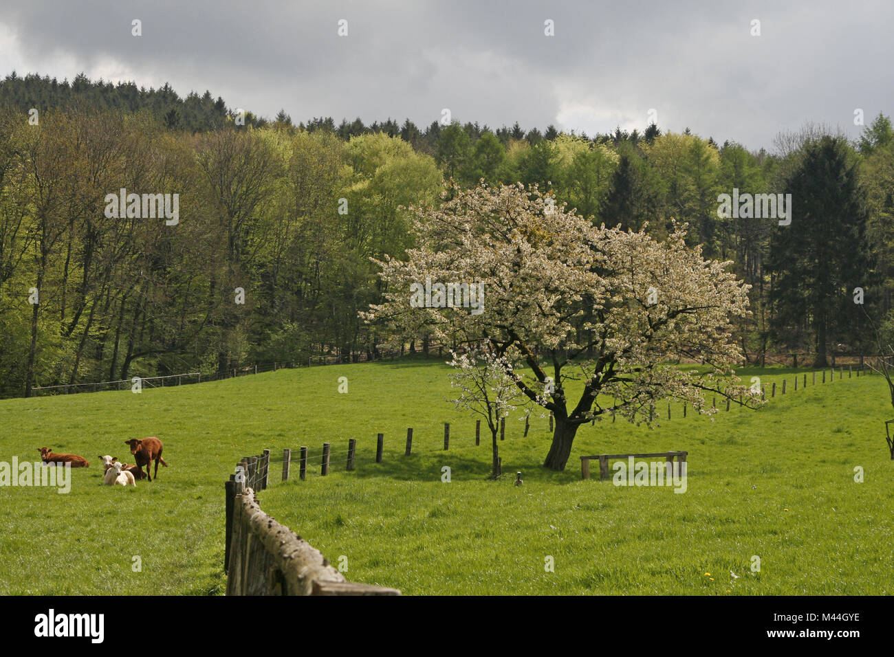 Hagen im teutoburger wald Fotos und Bildmaterial in hoher Auflösung
