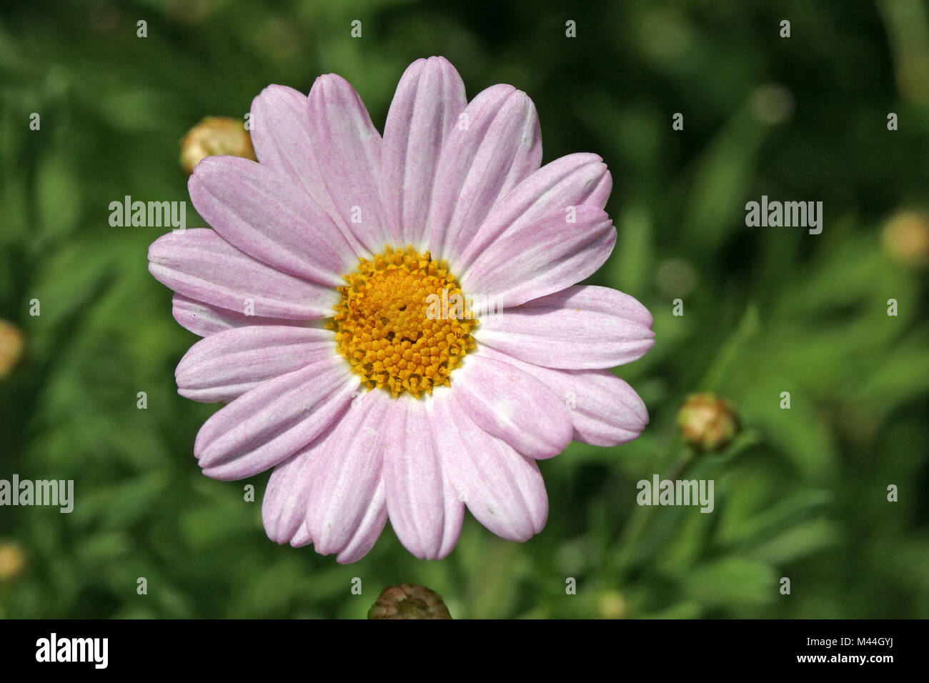Argyranthemum frutescens 'Daisy Crazy Cherry Liebe' Stockfoto
