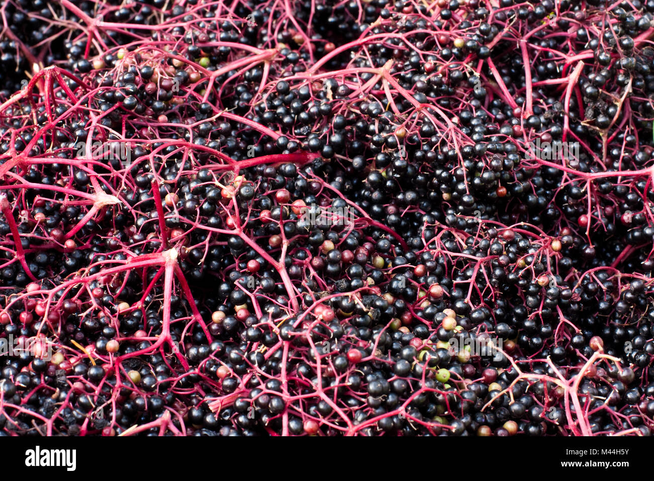 Sambucus nigra holunderbeeren -Fotos und -Bildmaterial in hoher ...