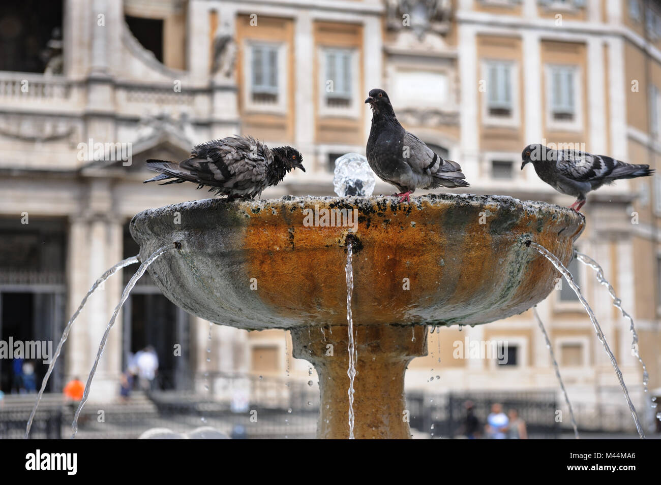 Tauben in Brunnen Stockfoto