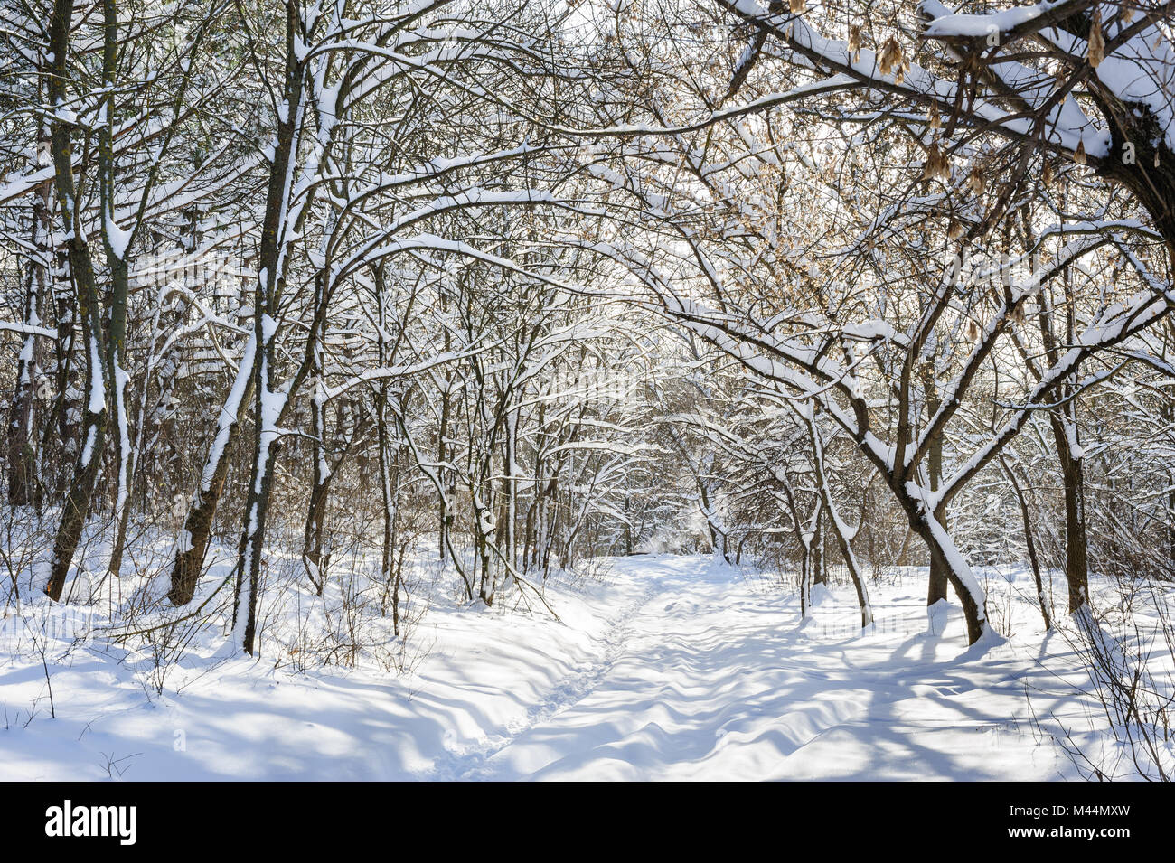 verschneiten Winterwald Stockfoto