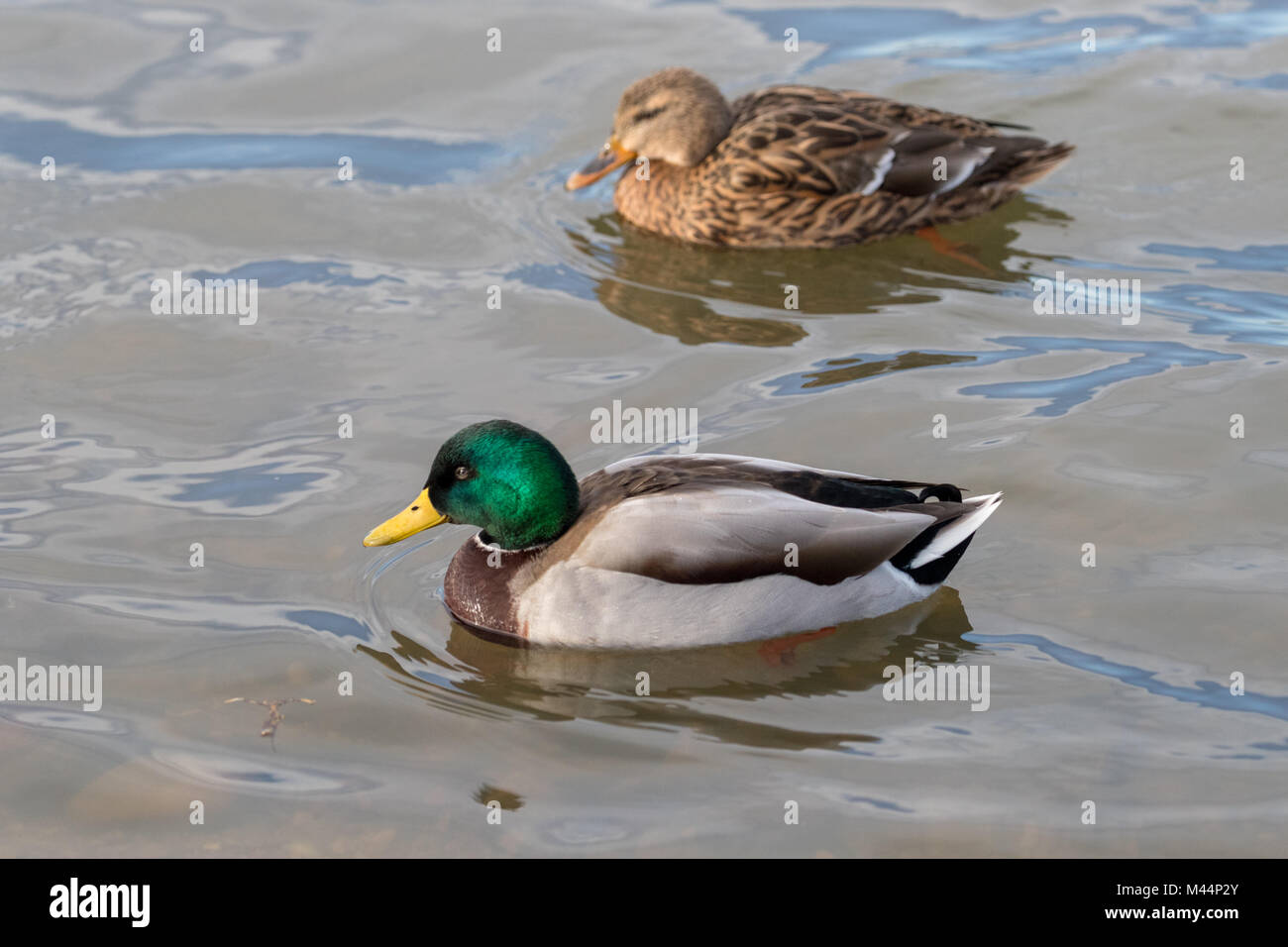 Ein paar Stockenten (Anas platyrhynchos) zusammen schwimmen. Stockfoto