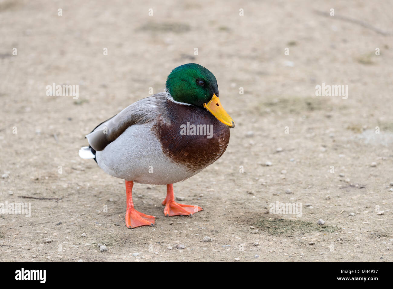 Männliche Stockente (Anas platyrhynchos), stehend auf einem Ufer in Nahaufnahme Detail Stockfoto
