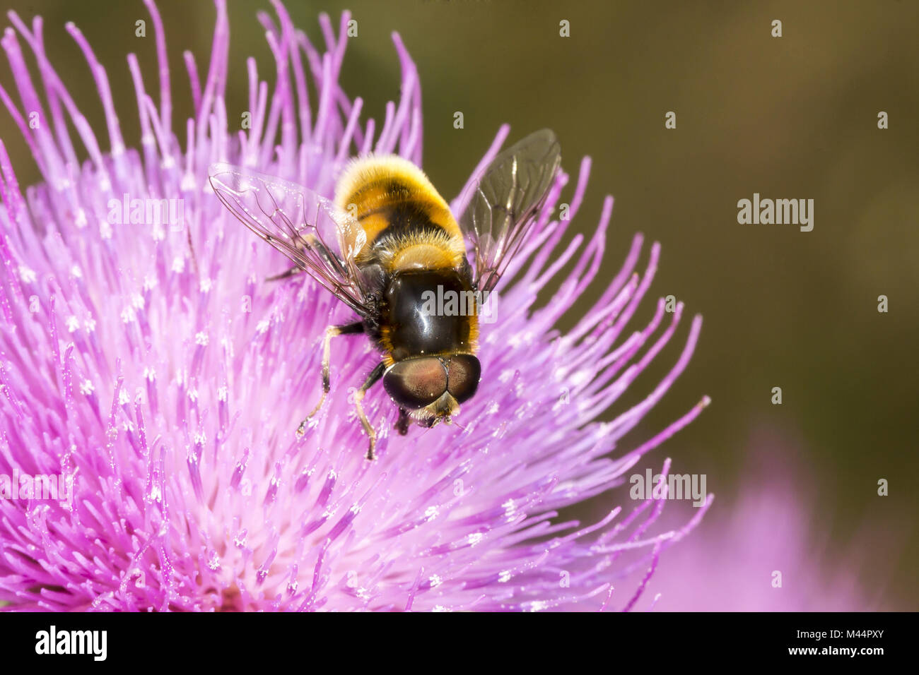 Volucella bombylans, Hoverfly auf Cirsium vulgare Stockfoto