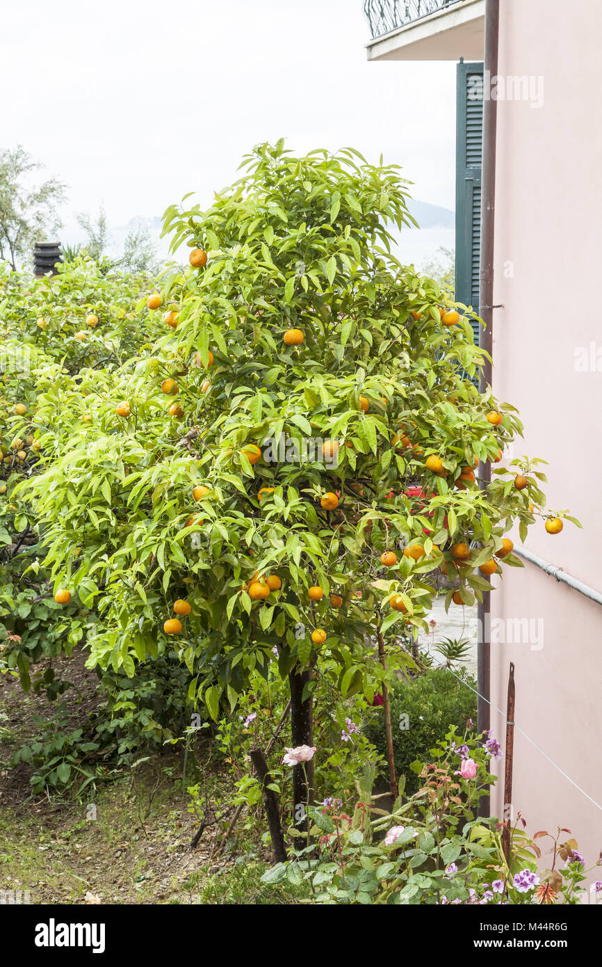 Orange Tree in Tellaro, ligurische Küste, Italien Stockfoto