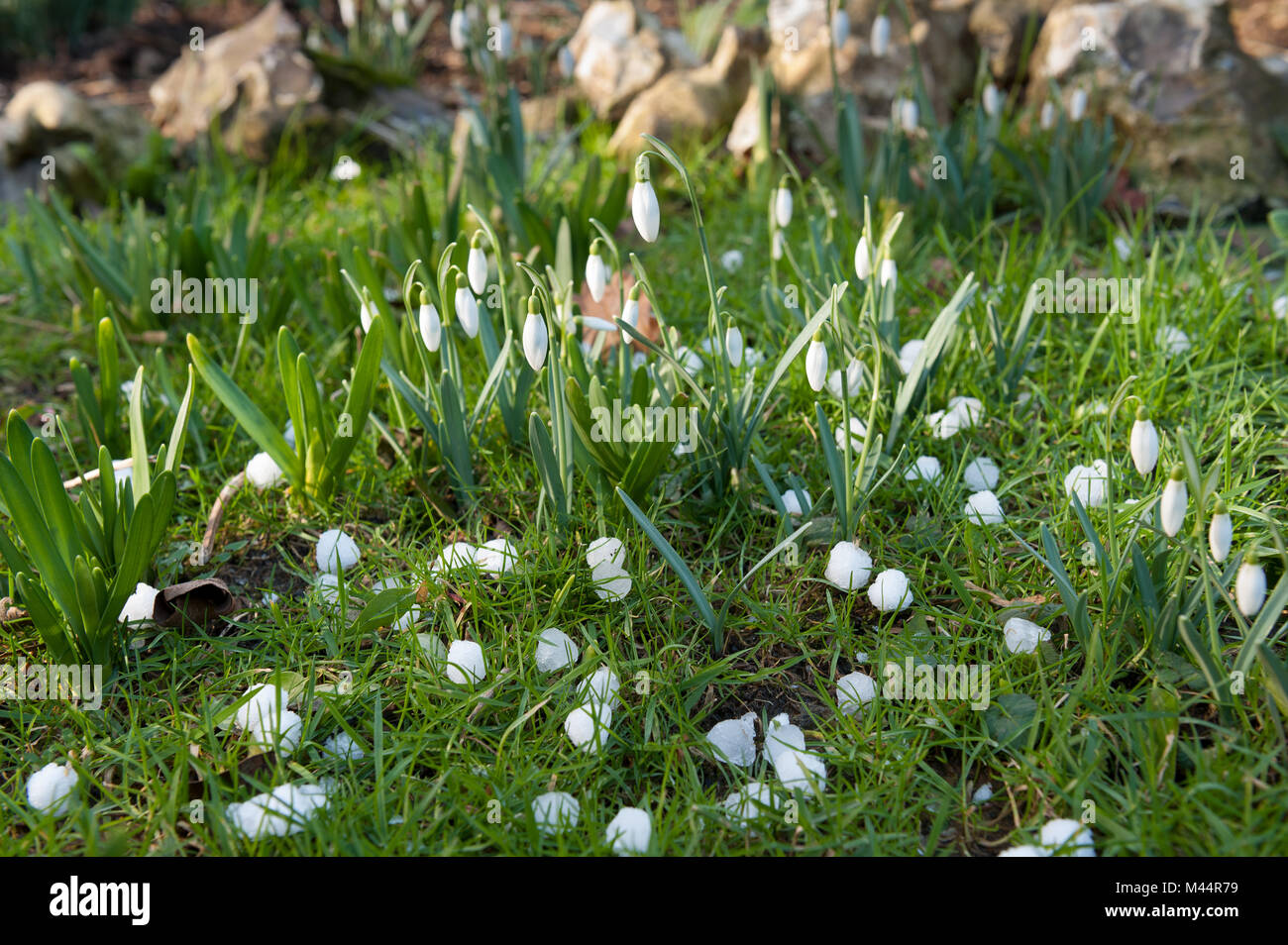 Freak de Wetter sieht hagelt Steine 10 mm bis 15 mm, die größer als die Blüten der schneeglöckchen Galanthus nivalis auf Gras Frost verstreut Stockfoto