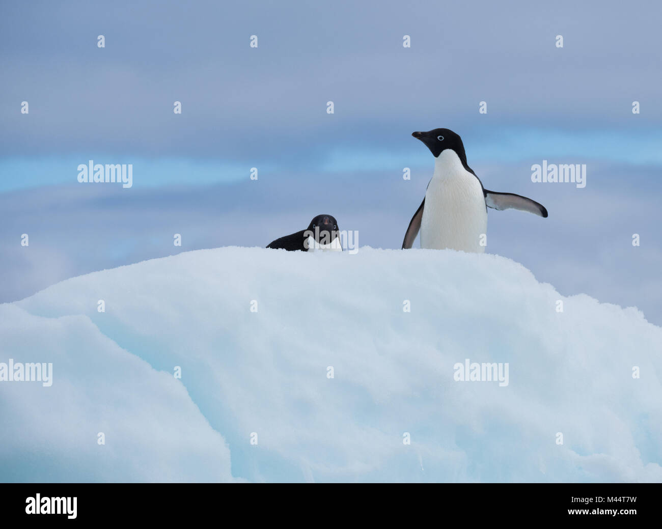 Zwei Adelie Pinguine auf einer schneebedeckten Eisberg mit einer ständigen Suche nach links und die andere auf den Bauch nach vorn zeigen. Die Wolken sind oben. Stockfoto