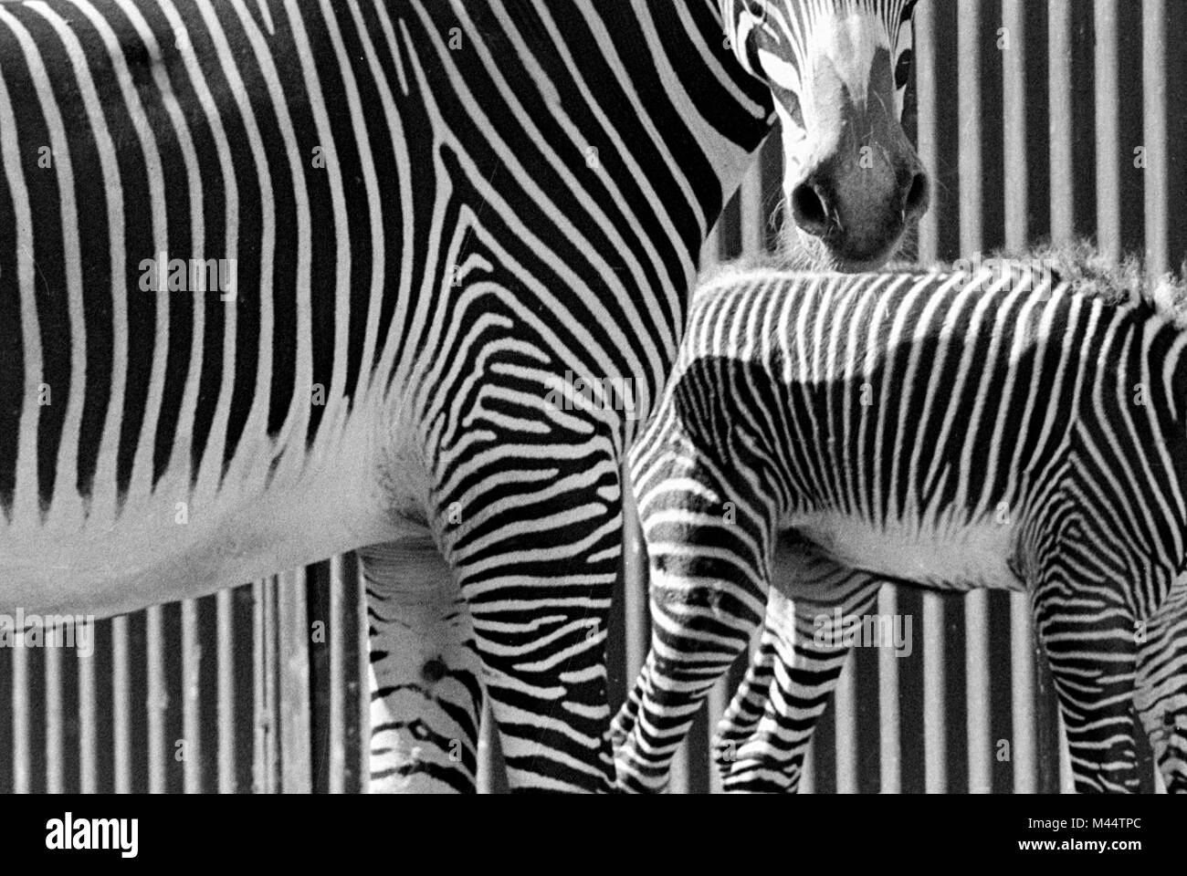 Abstrakte Sicht von zwei ZEBRAS an einem Zaun am Brookfield Zoo in Illinois, Ca. 1960. Stockfoto