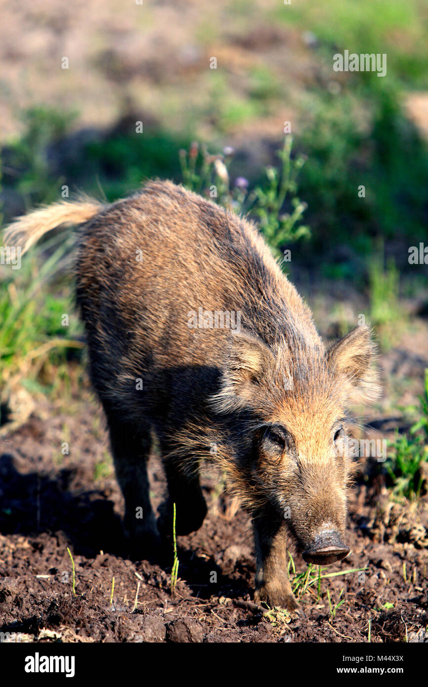 Einzelkind Wildschwein in einem Wald im Sommer Stockfoto
