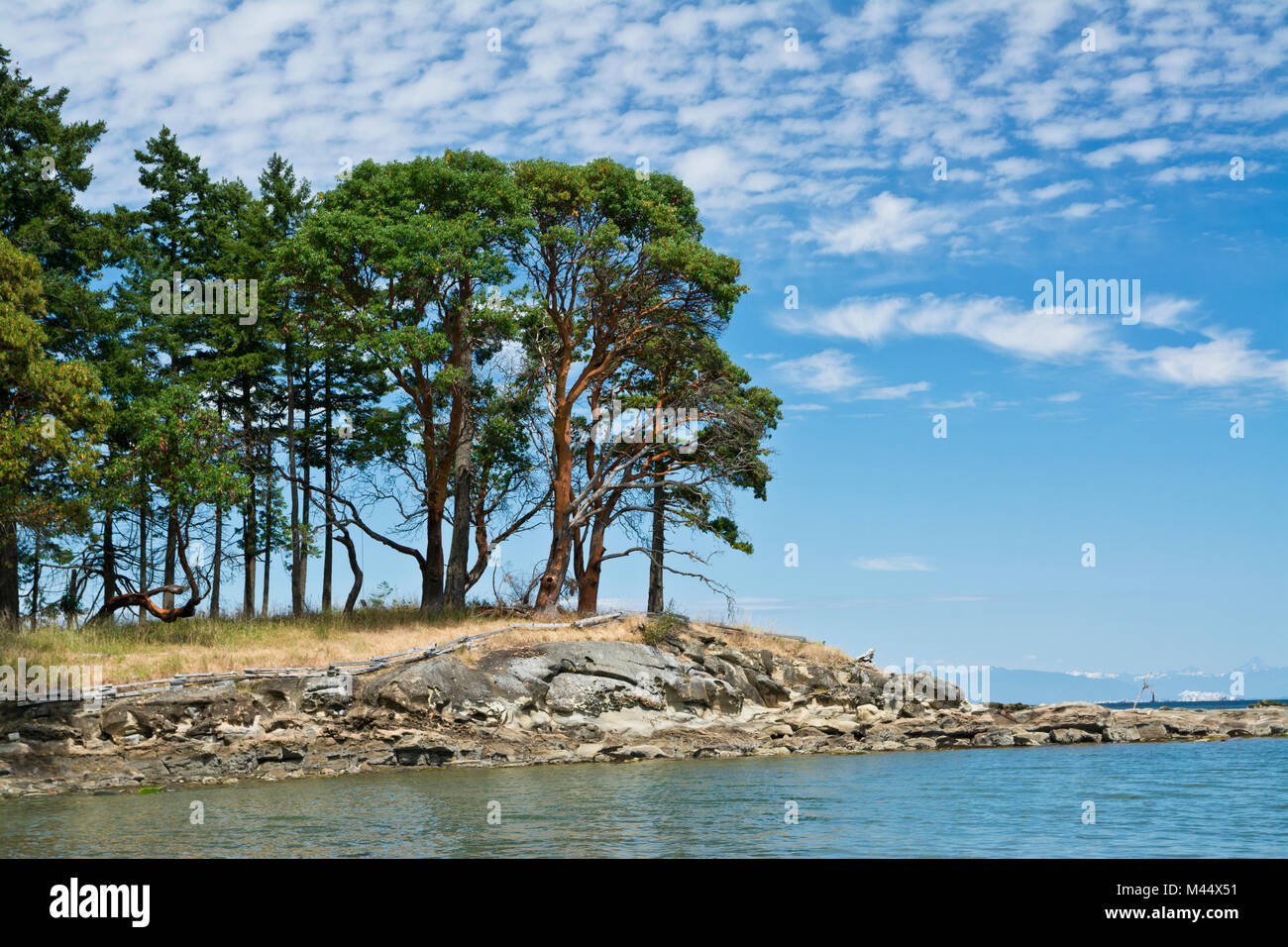 Arbutus Bäume am Morgen Strand auf Galiano Island, BC, Kanada. Einer der südlichen Gulf Islands von British Columbia. Stockfoto