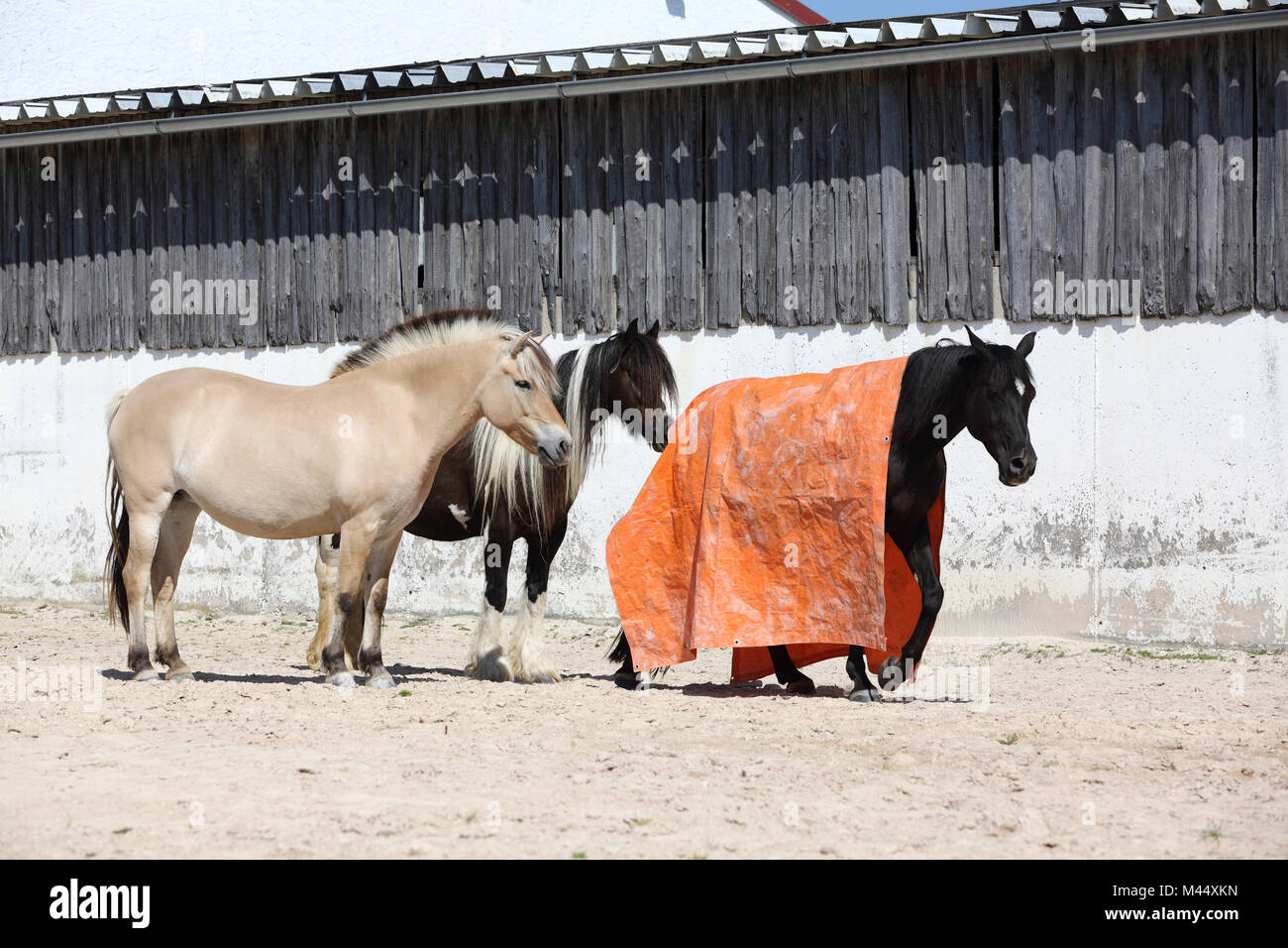 Arabian Horse, Norwegisch Pferd und Gypsy Vanner Horse. Training für eine Ruhe Test mit Hilfe einer großen Decke. Deutschland Stockfoto