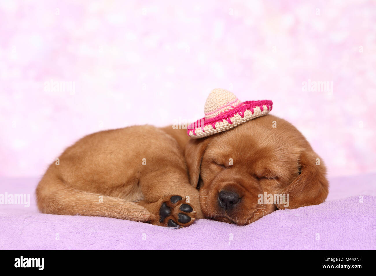 Labrador Retriever. Welpe (6 Wochen alt) schläft auf einer Decke, das Tragen eines Gestricken sombrero. Studio Bild gegen einen rosa Hintergrund gesehen. Deutschland Stockfoto