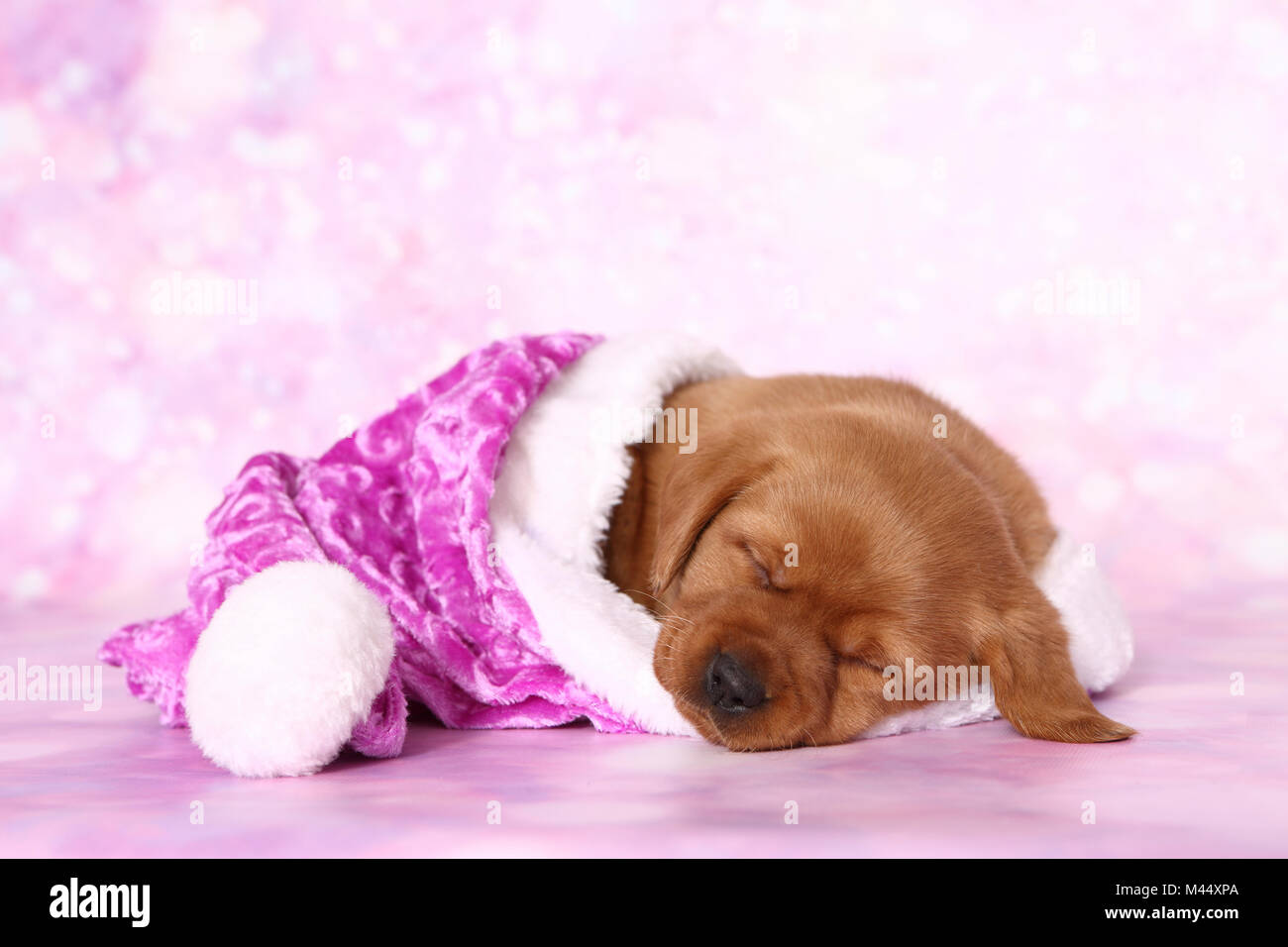 Labrador Retriever. Welpe (6 Wochen alt) schläft in einem rosa Santa Claus hat. Studio Bild gegen einen rosa Hintergrund gesehen. Deutschland Stockfoto