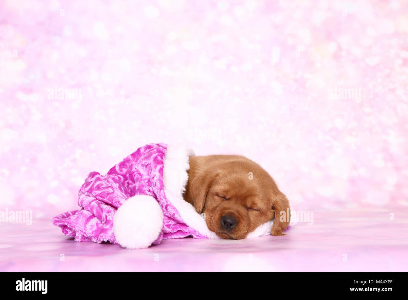 Labrador Retriever. Welpe (6 Wochen alt) schläft in einem rosa Santa Claus hat. Studio Bild gegen einen rosa Hintergrund gesehen. Deutschland Stockfoto