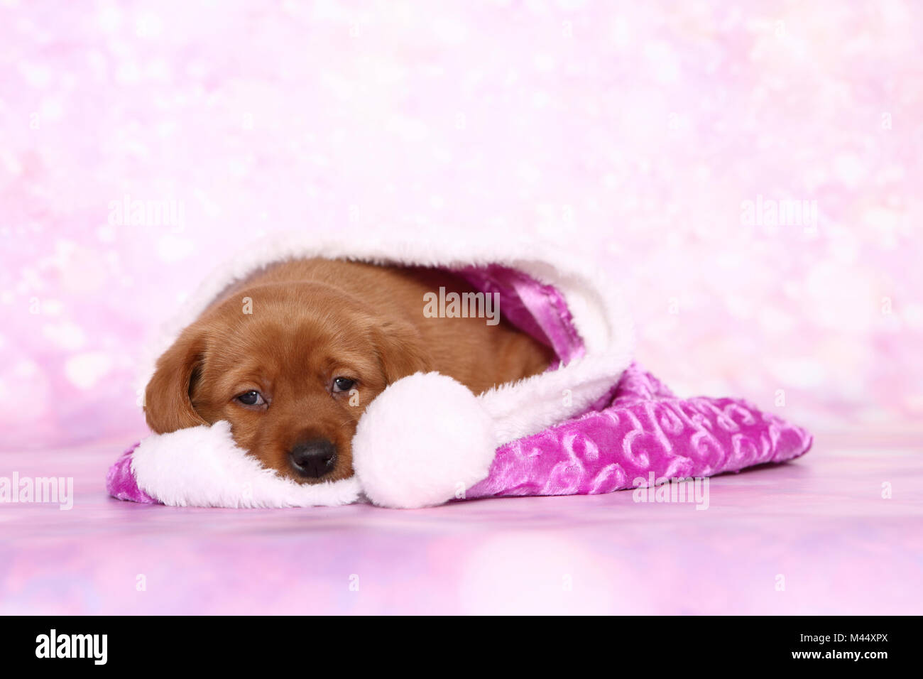 Labrador Retriever. Welpe (6 Wochen alt), die in einem rosa Santa Claus hat. Studio Bild gegen einen rosa Hintergrund gesehen. Deutschland Stockfoto