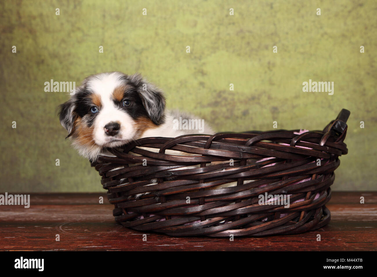 Australian Shepherd. Welpe (6 Wochen alt), die in einem Korb. Studio Bild vor einem grünen Hintergrund. Deutschland Stockfoto