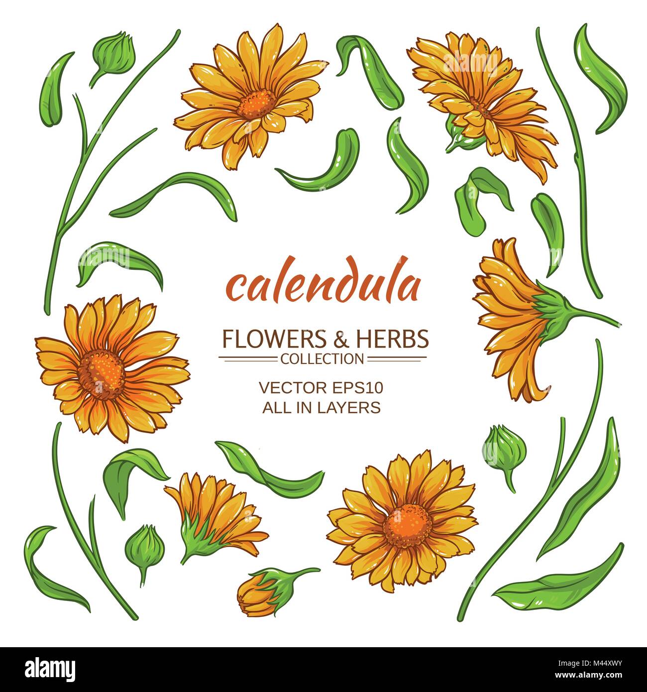 Calendula Elemente Vektor auf weißem Hintergrund Stock Vektor
