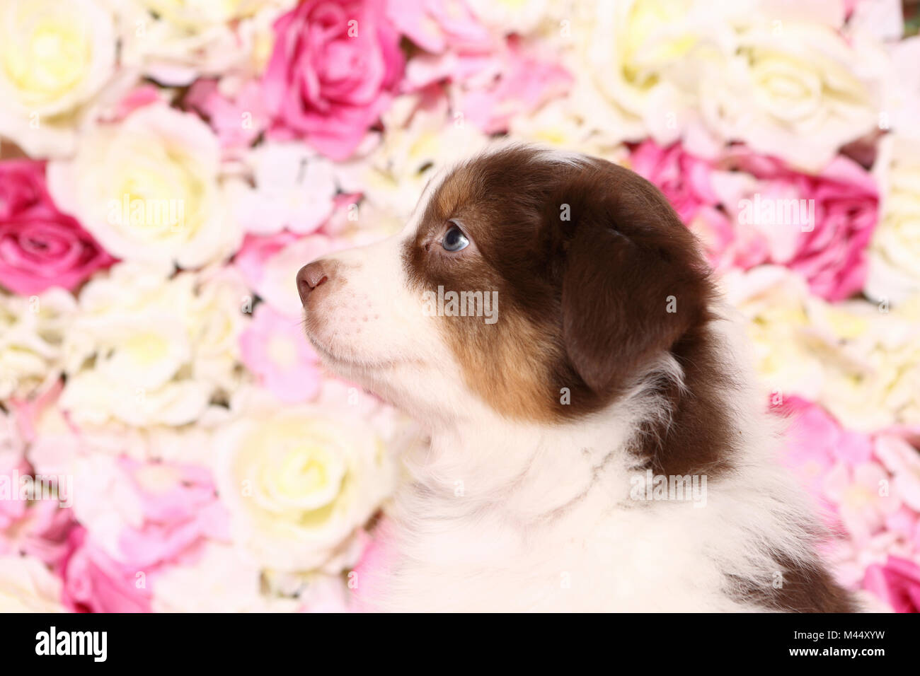 Australian Shepherd. Welpe (6 Wochen alt) sitzen unter rosa Blüten, Portrait. Studio Bild. Deutschland Stockfoto